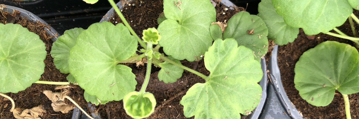 toxicity in plants